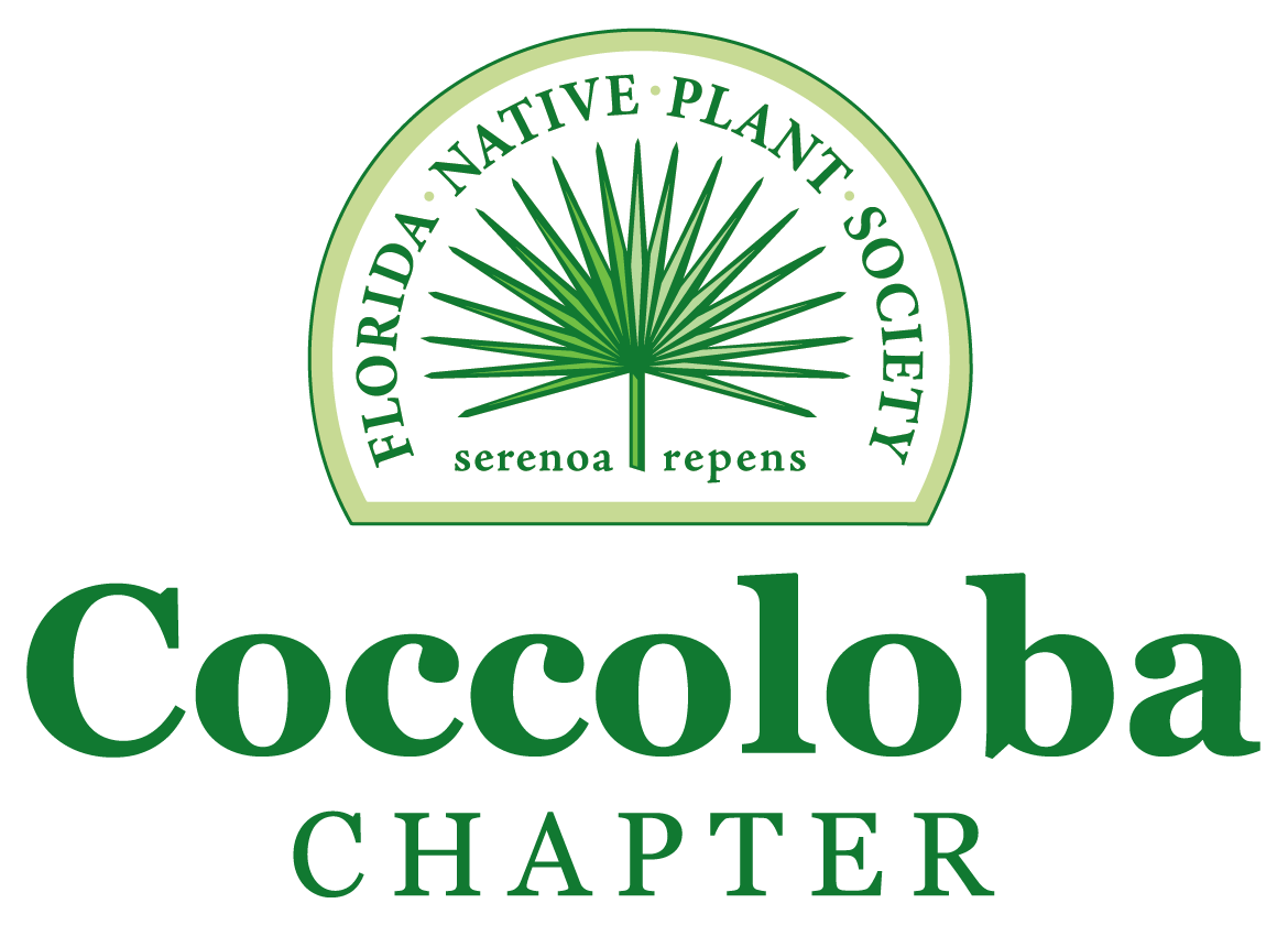 The Coccoloba Chapter